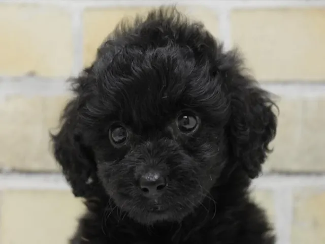 広島県のハーフ犬・ミックス犬 (ペッツワン広島LECT店/2025年5月14日生まれ/女の子/ブラック)の子犬